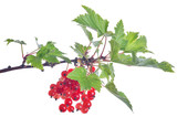 green branch with red currants