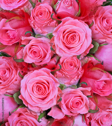 light pink roses flowers background