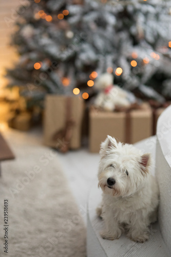 West highland white terrier westie dog is sitting near the Christmas fir tree