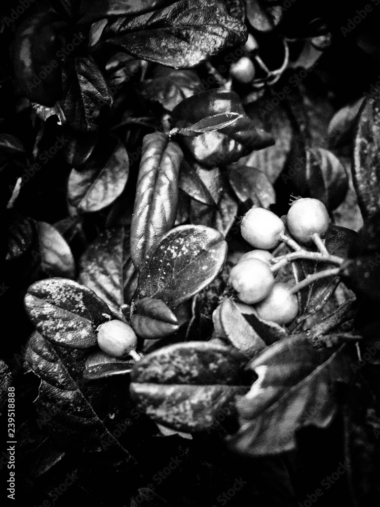 black and white leaves black and white leaves