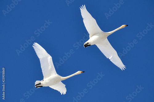 青空に飛ぶ白鳥