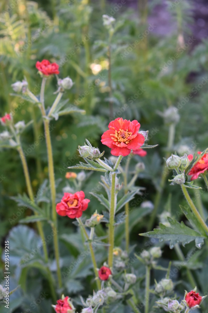 Geum - Avens 