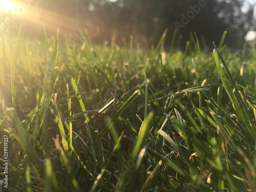 Green grass in forest with sunrays