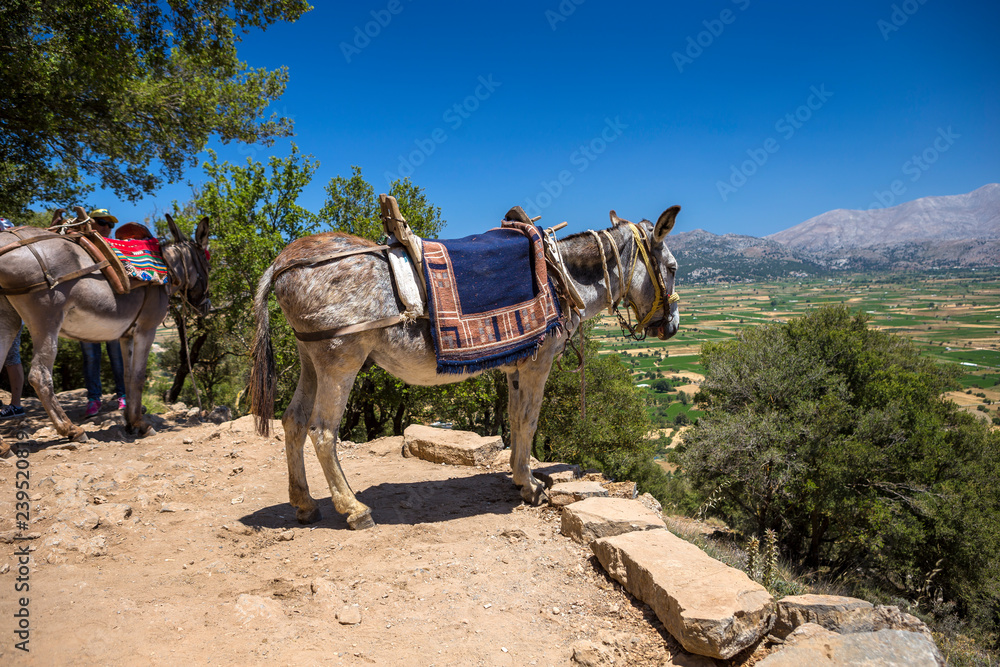 Donkeys in the mountains near the Psychro Cave in Crete, Greece