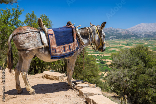 Donkeys in the mountains near the Psychro Cave in Crete, Greece