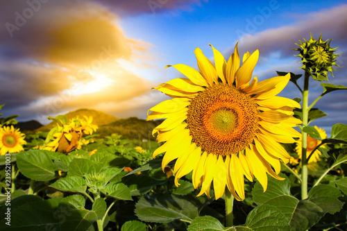 Fototapeta Naklejka Na Ścianę i Meble -  Sunflower Field on dramatic sky.