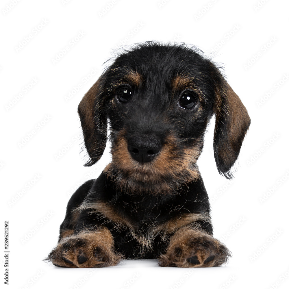 Sweet black and brown wirehaired dashound puppy laying down facing front, looking straight at camera with big dark eyes. Isolated on white background.
