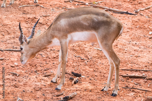 Young gazelle walking on reddish ground.