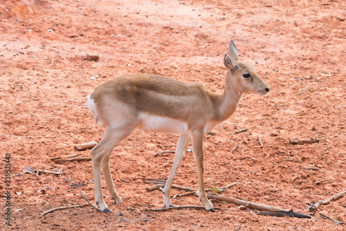 Young gazelle walking on reddish ground. photo