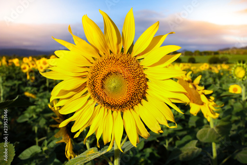 Fototapeta Naklejka Na Ścianę i Meble -  Sunflower Field on dramatic sky.