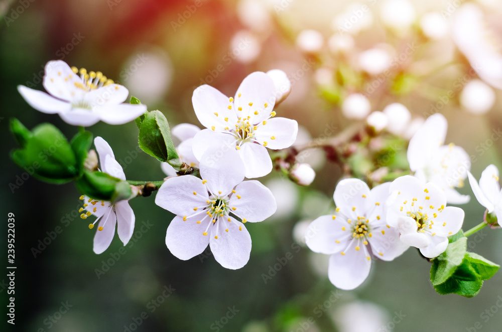 Cherry tree blossoms. White spring flowers close-up. Soft focus spring seasonal background. Vintage photo.