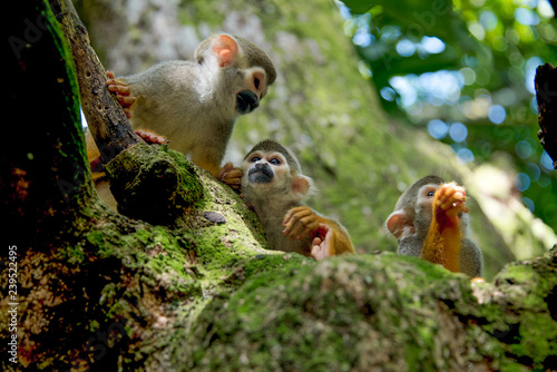 little monkeys sitting on a tree in the tropics