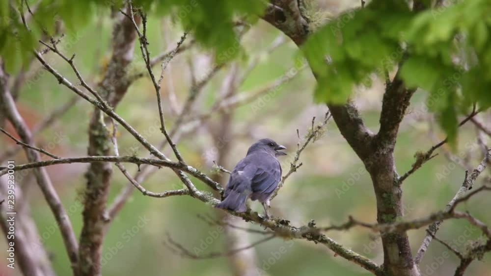Azure-shouldered Tanager perched on a branch scene. The bird looks around and sings. Video recorded in Southeast of Brazil. Atlantic Forest Biome. Azure-shouldered Tanager perched on a branch scene. The bird looks around and sings. Video recorded in Southeast of Brazil. Atlantic Forest Biome.