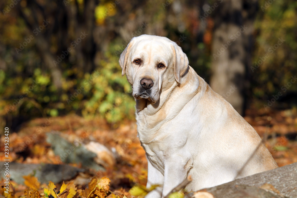 sweet yellow labrador in the park in autumn sweet yellow labrador in the park in autumn