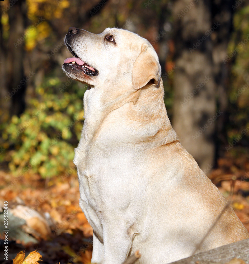 the sweet yellow labrador in the park in autumn portrait