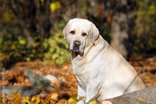 sweet yellow labrador in the park in autumn