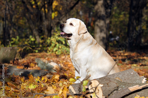 a sweet yellow labrador in the park in autumn portrait