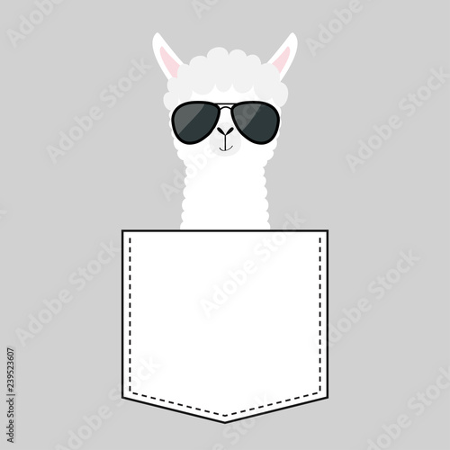 Alpaca llama sitting in the pocket. Face with black sun glasses. T-shirt design. Cute cartoon funny character. Kawaii animal. Love Greeting card. Flat design style. Gray background.