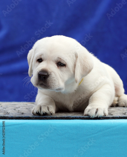 little labrador puppy on a blue background