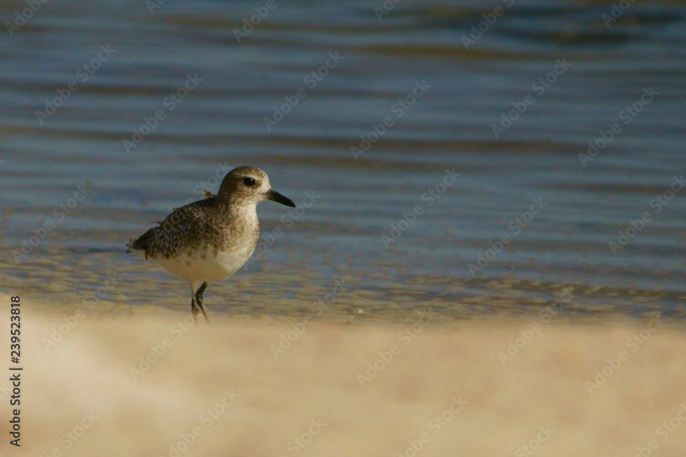 Bird feeding in water. Grey plover / Pluvialis squatarola Bird feeding in water. Grey plover / Pluvialis squatarola