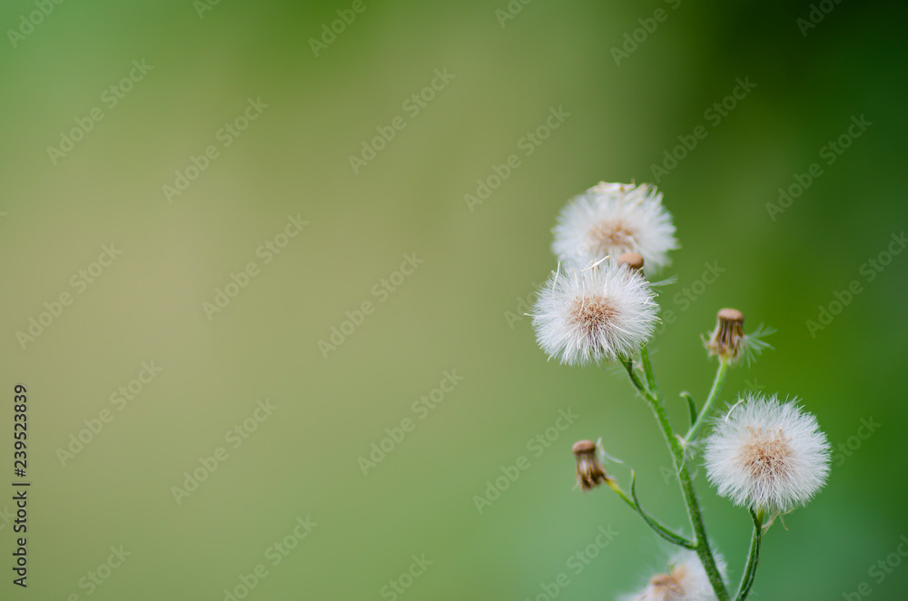 Hawksbeard seed heads against green background Hawksbeard seed heads against green background