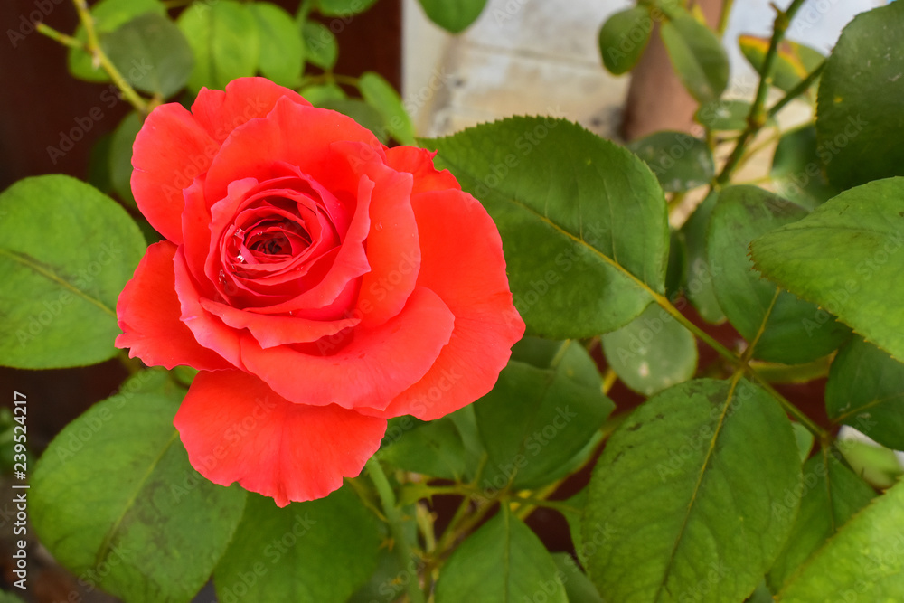 The Red Beautiful Rose with raindrops and Leaves background The Red Beautiful Rose with raindrops and Leaves background
