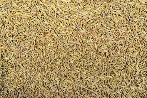 close up fennel seed texture background