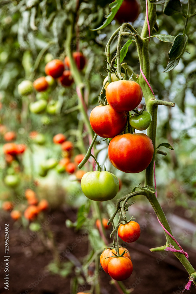 Close up of green and red tomatoes on a vine. Close up of green and red tomatoes on a vine.