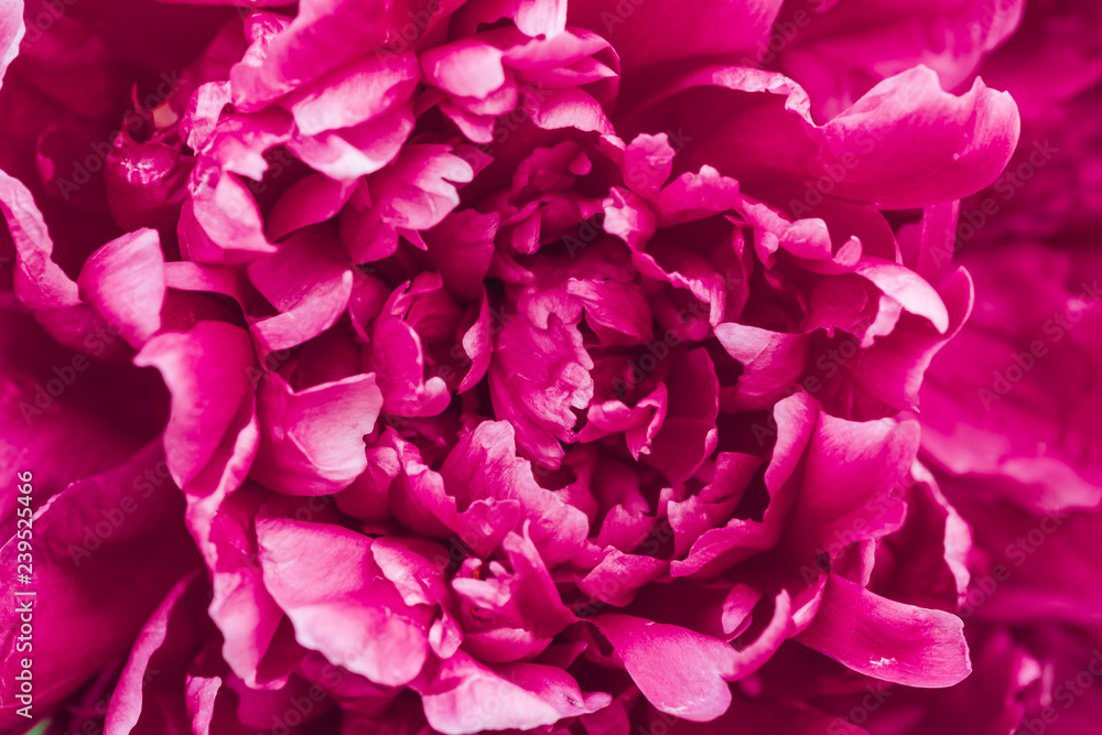 Amazing pink peony in macro. Blooming lush magenta flower close-up. Nice natural background with center of peony. Detailed bloom texture. Full frame textured flower. Pink petals with copy space.