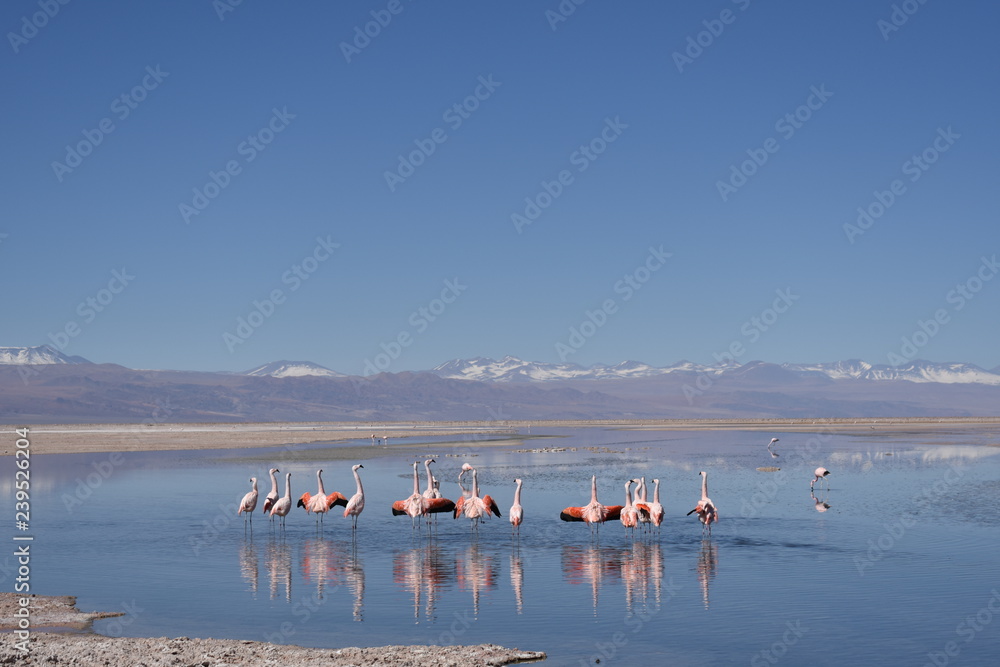 Fototapeta premium Flamingo - Atacama