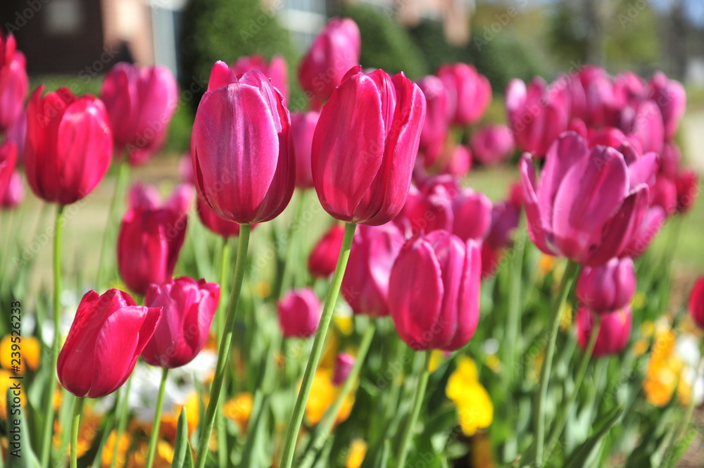 Pink tulips blooming in the Spring
