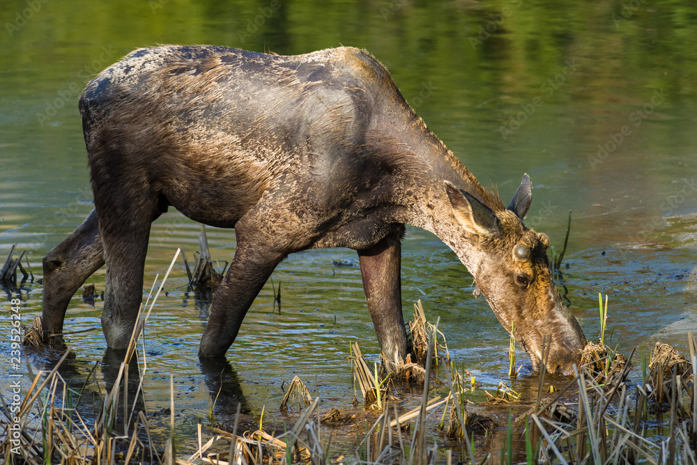 Bull Moose Grazing (Alces alces) in shallow lake water amongst reeds, Algonquin Provincial Park, Ontario, Canada Bull Moose Grazing (Alces alces) in shallow lake water amongst reeds, Algonquin Provincial Park, Ontario, Canada