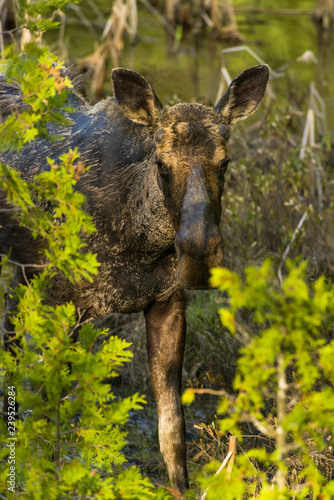 Bull Moose Grazing (Alces alces), Algonquin Provincial Park, Ontario, Canada