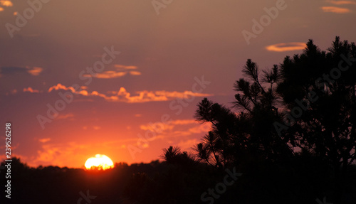 A beautiful setting sun with pine trees.