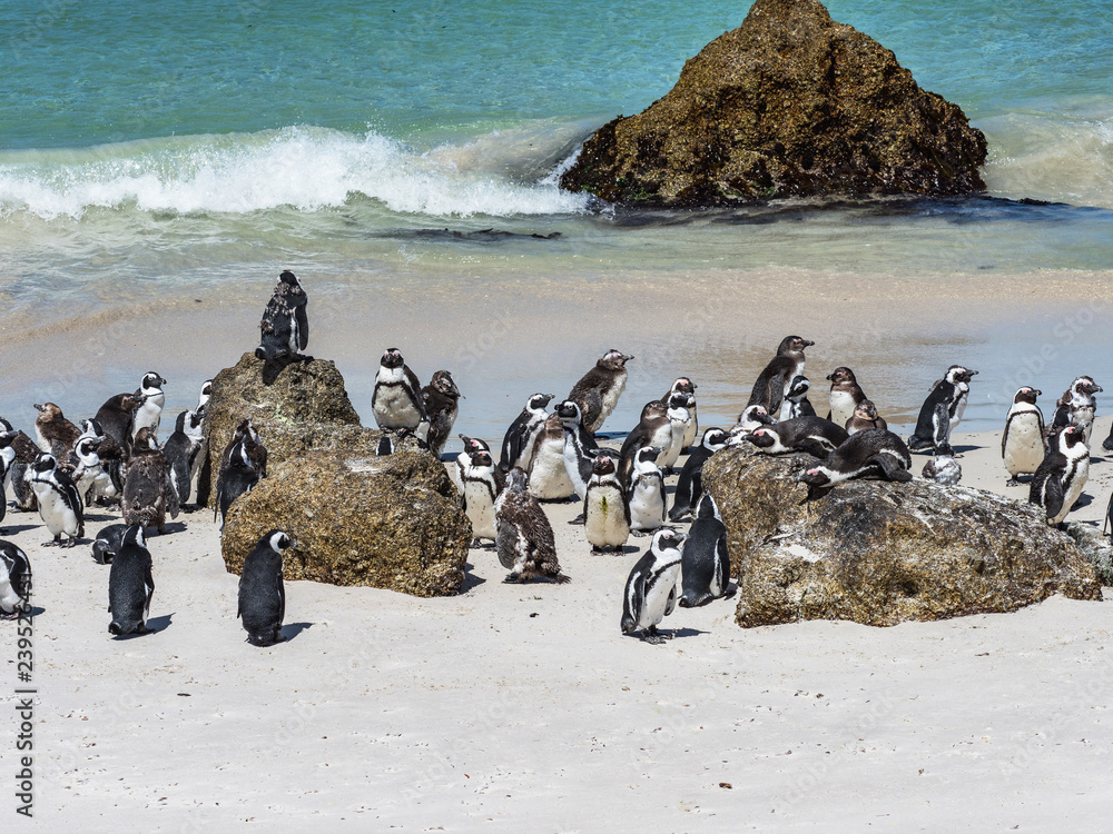 Fototapeta premium Kolonia pingwinów afrykańskich na słonecznej plaży w Simons Town, Kapsztad, Afryka