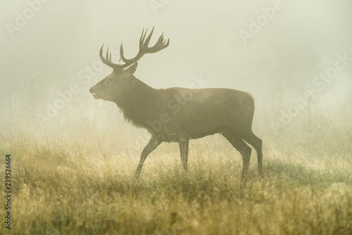 Red deer (Cervus elaphus) male stag in early morning mist during rutting season, United Kingdom © James