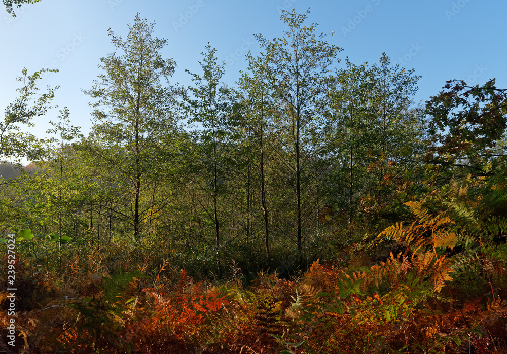 Rambouillet forest undergrowth in autumn season