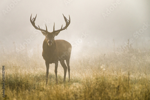 Red deer (Cervus elaphus) male stag in early morning mist during rutting season, United Kingdom © James