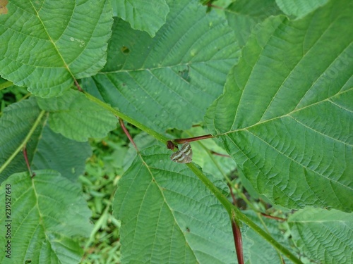ant on a green leaf