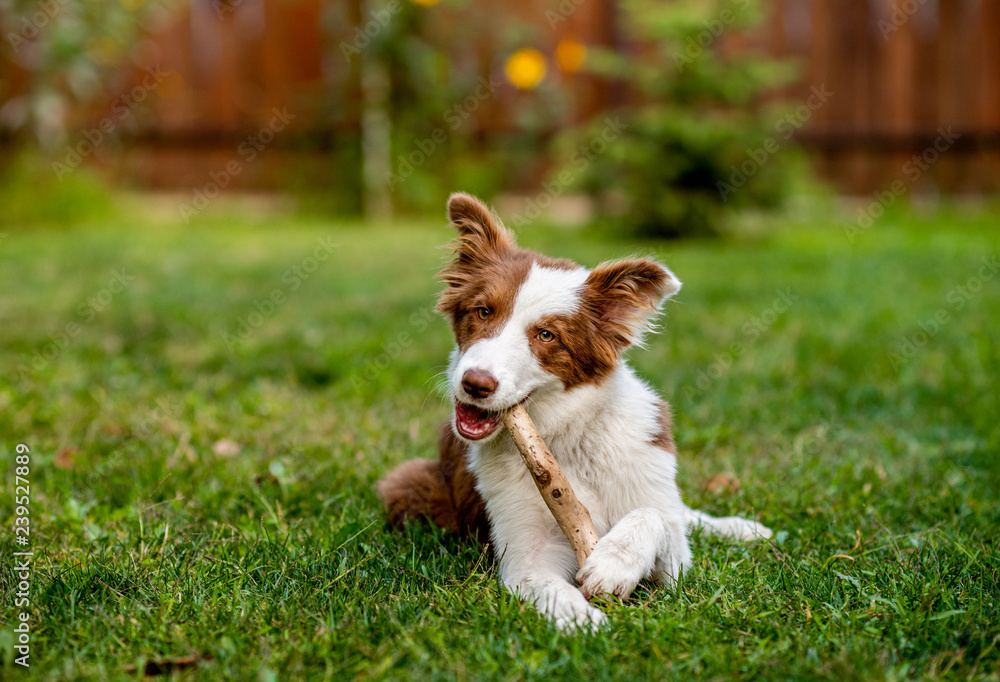 Brown border collie dog playing with a stick