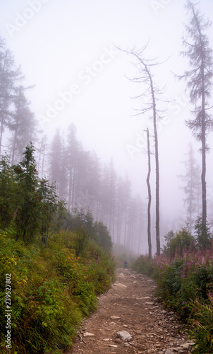 Mystical fog in the forest at autumn