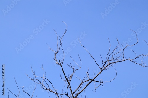 Pine tree in tropical