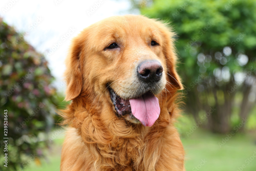 Golden Retriever in the grass Golden Retriever in the grass