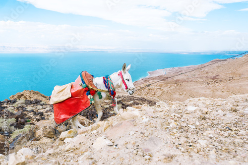 Scenic view of beautiful Dead Sea and a white donkey rising to mountains, Jordan.