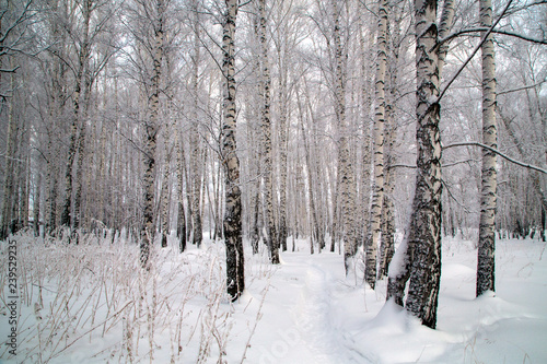 winter birch forest in Novosibirsk. the trees are covered with snow.