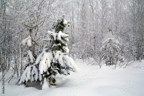 pine in the forest covered with snow