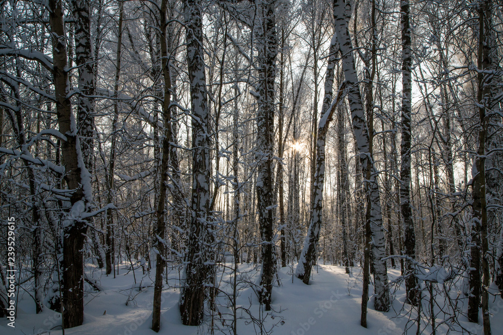 winter forest at sunset of Novosibirsk in the month of December 2018. winter forest at sunset of Novosibirsk in the month of December 2018.