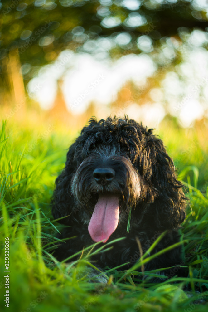 Black Cockapoo resting with tongue out in tall green grass in late afternoon Summer light