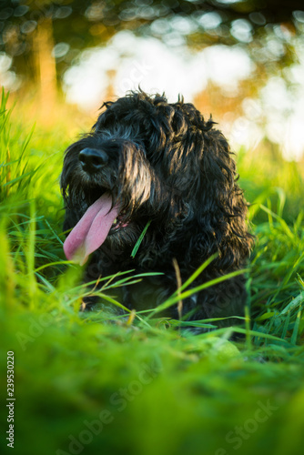 Black Cockapoo resting with tongue out in tall green grass in late afternoon Summer light