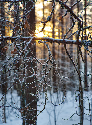 Wallpaper Mural winter landscape Torontodigital.ca